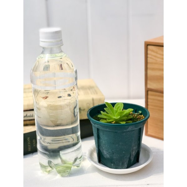 PLANCHU 食虫植物 ピンギキュラ アグナータ 2.5号鉢 育て方説明書付き Pinguicula agnata ムシトリスミレ