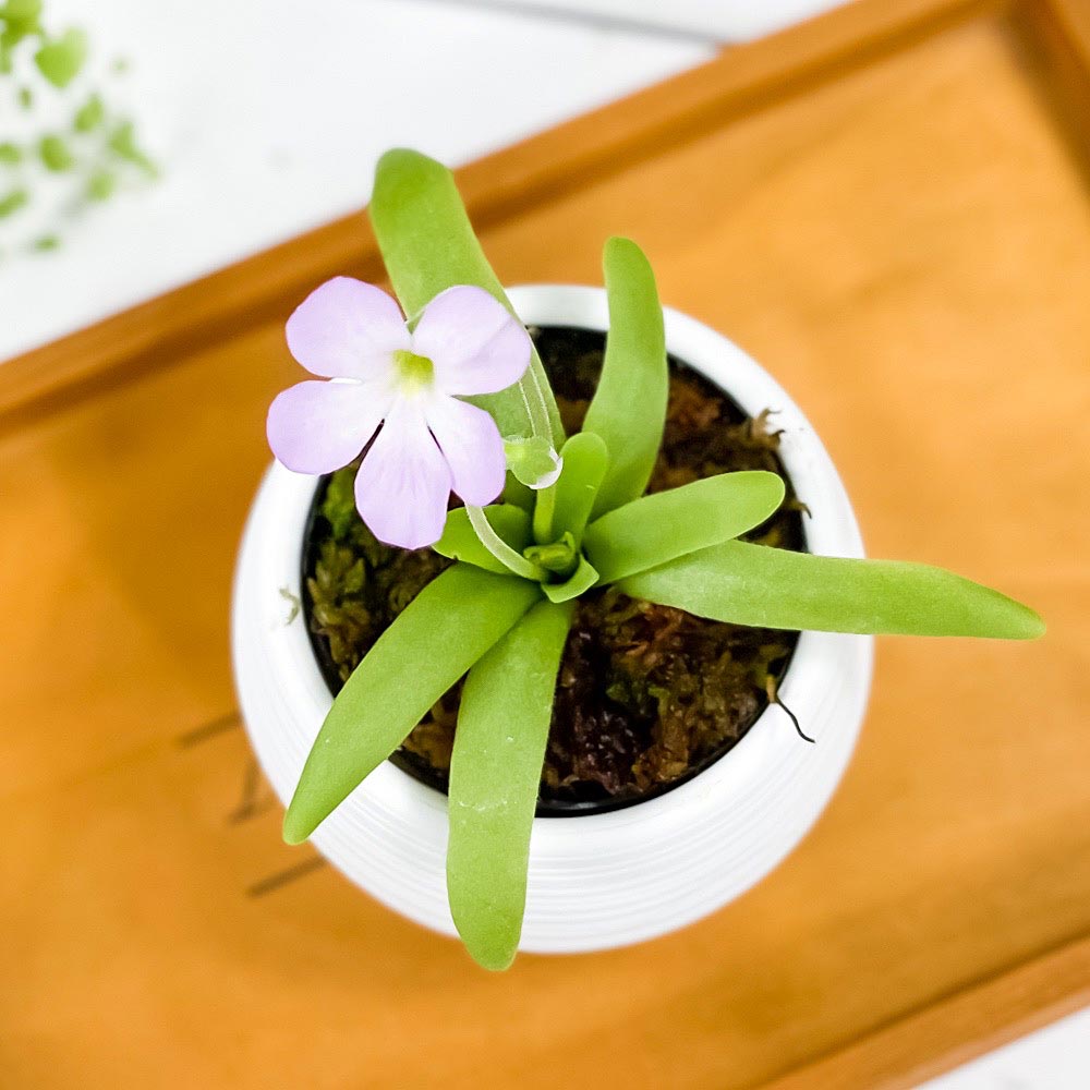 PLANCHU 食虫植物 ピンギキュラ モクテズマエ × ピロサ 3号丸鉢 受け皿付き 育て方説明書付き Pinguicula moctezumae × pilosa ムシトリスミレ