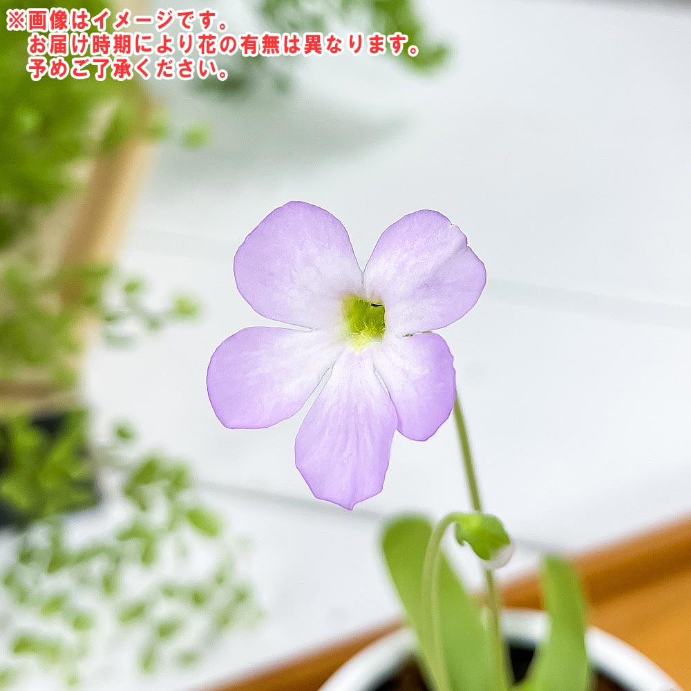 PLANCHU 食虫植物 ピンギキュラ モクテズマエ × ピロサ 3号丸鉢 受け皿付き 育て方説明書付き Pinguicula moctezumae × pilosa ムシトリスミレ