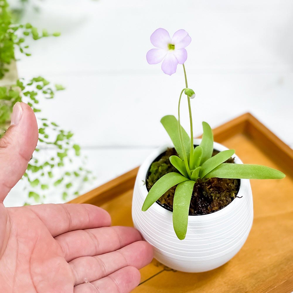 PLANCHU 食虫植物 ピンギキュラ モクテズマエ × ピロサ 3号丸鉢 受け皿付き 育て方説明書付き Pinguicula moctezumae × pilosa ムシトリスミレ