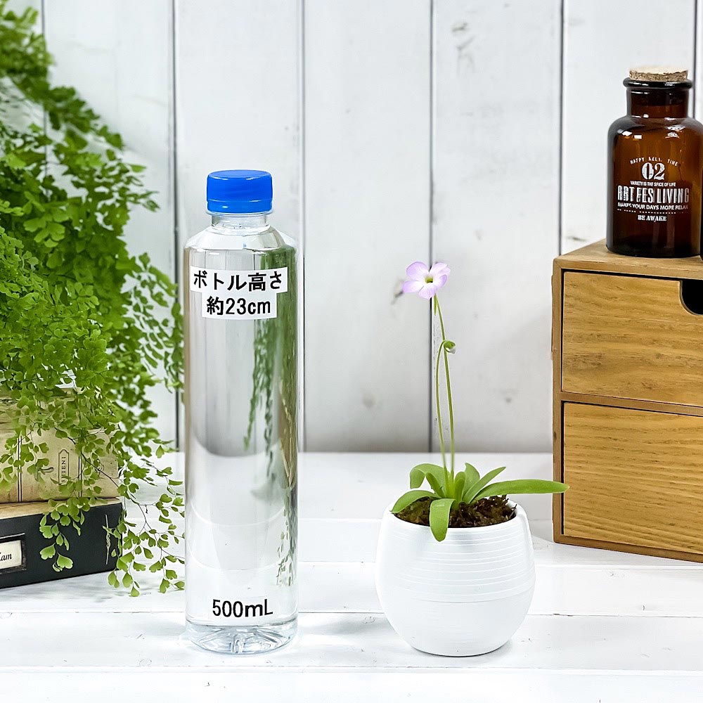 PLANCHU 食虫植物 ピンギキュラ モクテズマエ × ピロサ 3号丸鉢 受け皿付き 育て方説明書付き Pinguicula moctezumae × pilosa ムシトリスミレ