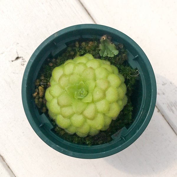 PLANCHU 食虫植物 ピンギキュラ ラウエアナ CP1 2号鉢 育て方説明書付き Pinguicula laueana ムシトリスミレ