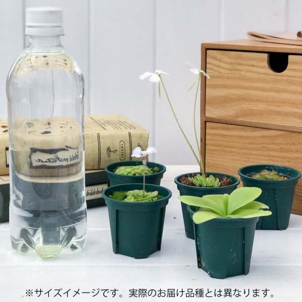 PLANCHU 食虫植物 ピンギキュラ ラウエアナ CP1 2号鉢 育て方説明書付き Pinguicula laueana ムシトリスミレ
