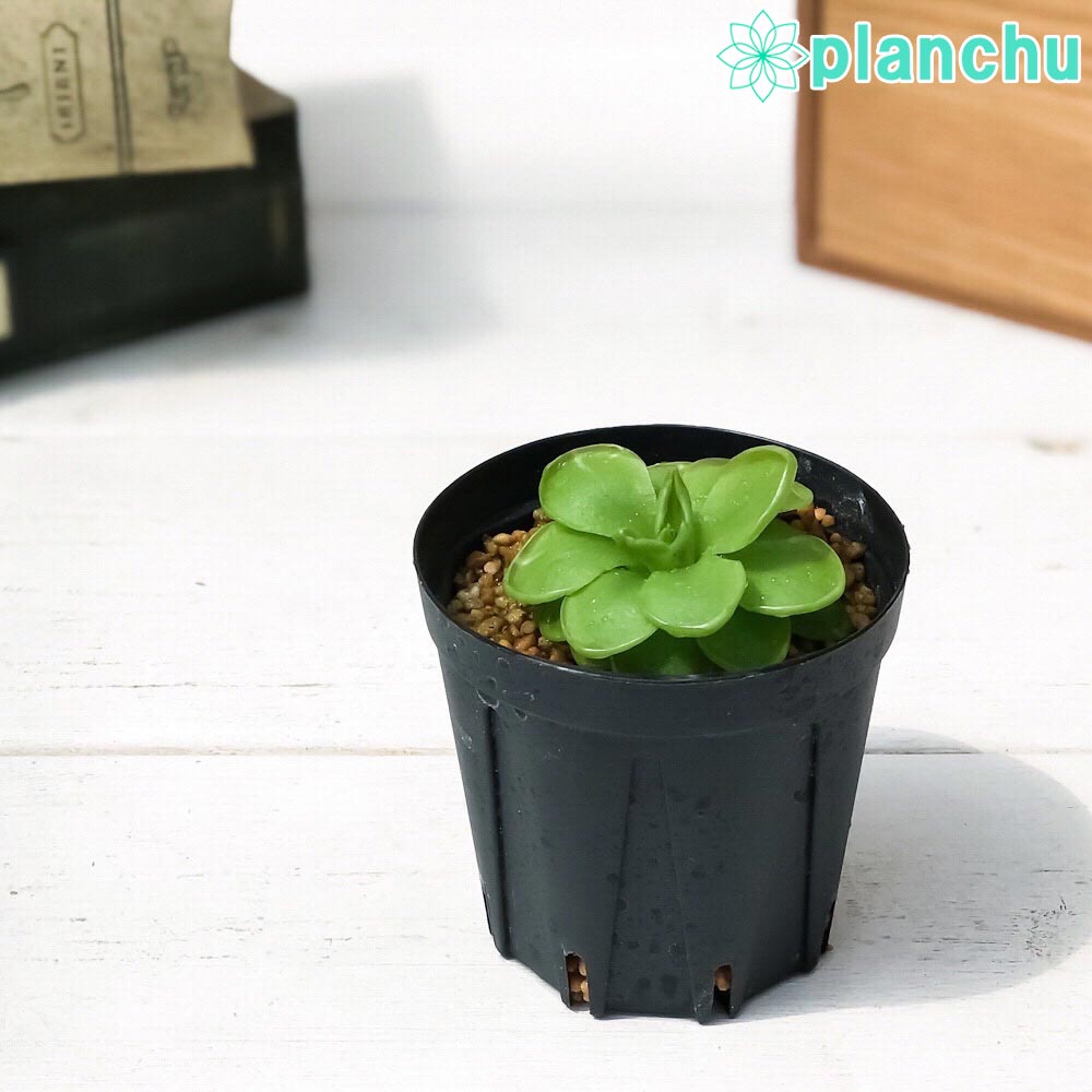 PLANCHU 食虫植物 ピンギキュラ ウェサー 2号鉢 育て方説明書付き Pinguicula ‘Weser’ (ehlersiae × moranensis) ムシトリスミレ