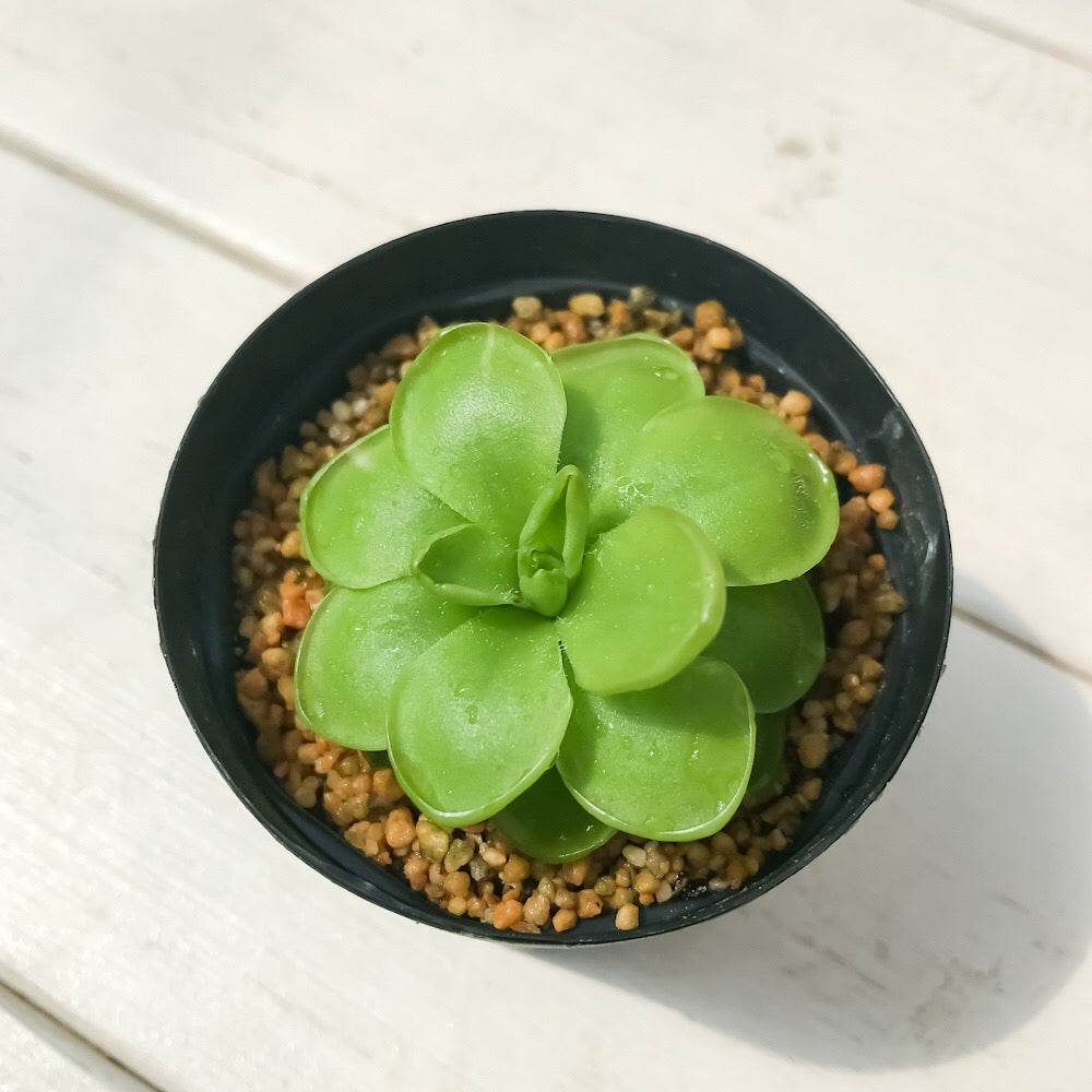 PLANCHU 食虫植物 ピンギキュラ ウェサー 2号鉢 育て方説明書付き Pinguicula ‘Weser’ (ehlersiae × moranensis) ムシトリスミレ