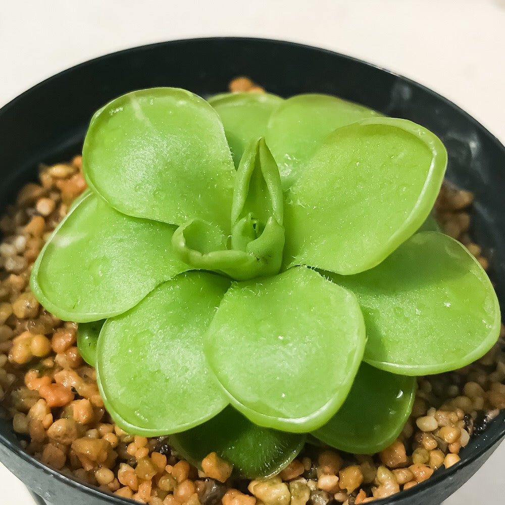 PLANCHU 食虫植物 ピンギキュラ ウェサー 2号鉢 育て方説明書付き Pinguicula ‘Weser’ (ehlersiae × moranensis) ムシトリスミレ