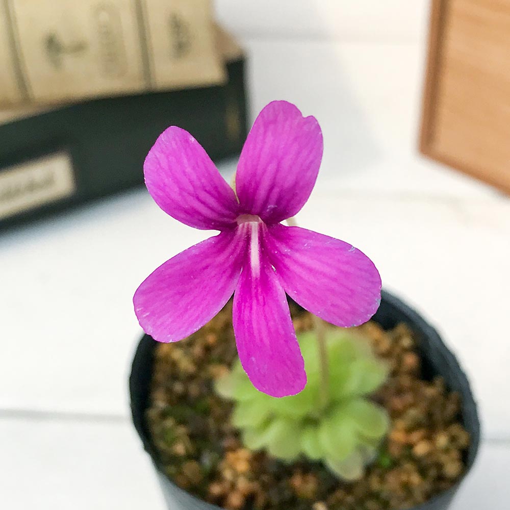 PLANCHU 食虫植物 ピンギキュラ ウェサー 2号鉢 育て方説明書付き Pinguicula ‘Weser’ (ehlersiae × moranensis) ムシトリスミレ