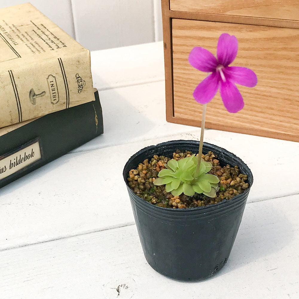 PLANCHU 食虫植物 ピンギキュラ ウェサー 2号鉢 育て方説明書付き Pinguicula ‘Weser’ (ehlersiae × moranensis) ムシトリスミレ