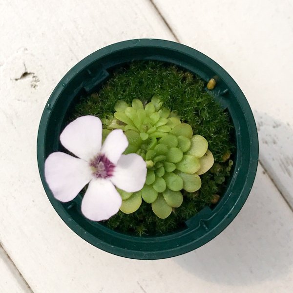 PLANCHU 食虫植物 ピンギキュラ ロツンディフロラ 2号鉢 育て方説明書付き Pinguicula rotundiflora ムシトリスミレ