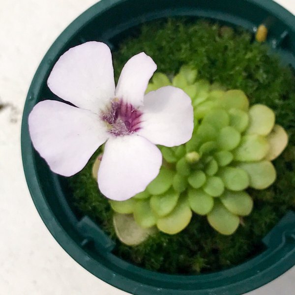 PLANCHU 食虫植物 ピンギキュラ ロツンディフロラ 2号鉢 育て方説明書付き Pinguicula rotundiflora ムシトリスミレ