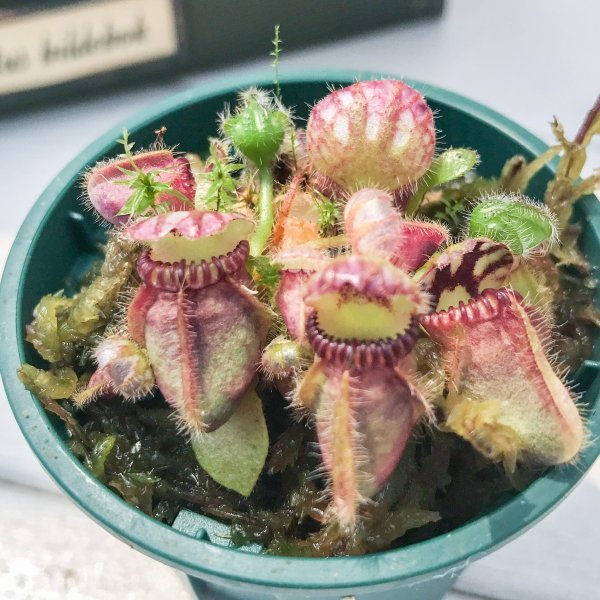PLANCHU 食虫植物 セファロタス フォリキュラリス 2号鉢 育て方説明書付き Cephalotus follicularis