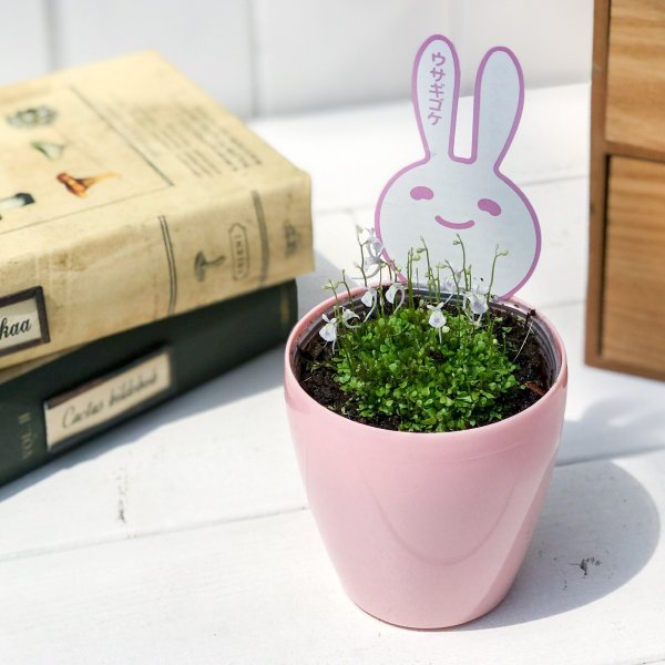 PLANCHU 食虫植物 ウトリクラリア サンダーソニー 3号鉢 育て方説明書付き Utricularia sandersonii ウサギゴケ ミミカキグサ