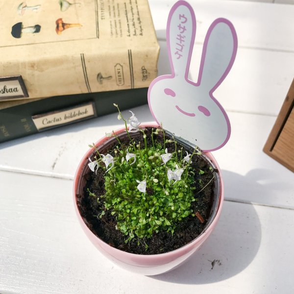PLANCHU 食虫植物 ウトリクラリア サンダーソニー 3号鉢 育て方説明書付き Utricularia sandersonii ウサギゴケ ミミカキグサ