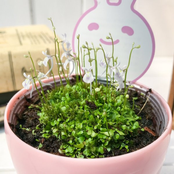 PLANCHU 食虫植物 ウトリクラリア サンダーソニー 3号鉢 育て方説明書付き Utricularia sandersonii ウサギゴケ ミミカキグサ
