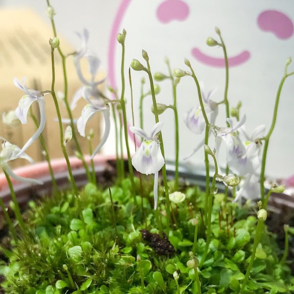 PLANCHU 食虫植物 ウトリクラリア サンダーソニー 3号鉢 育て方説明書付き Utricularia sandersonii ウサギゴケ ミミカキグサ