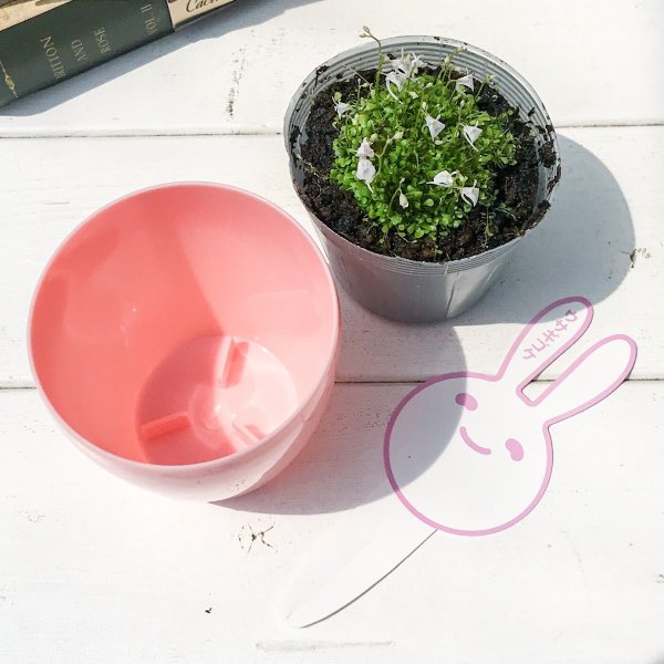 PLANCHU 食虫植物 ウトリクラリア サンダーソニー 3号鉢 育て方説明書付き Utricularia sandersonii ウサギゴケ ミミカキグサ