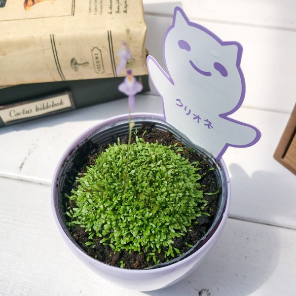 PLANCHU 食虫植物 ウトリクラリア ワーブルギー 3号鉢 育て方説明書付き Utricularia warburgii クリオネミミカキグサ