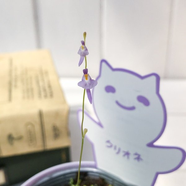 PLANCHU 食虫植物 ウトリクラリア ワーブルギー 3号鉢 育て方説明書付き Utricularia warburgii クリオネミミカキグサ