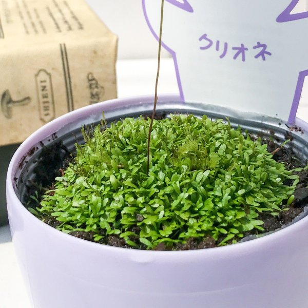 PLANCHU 食虫植物 ウトリクラリア ワーブルギー 3号鉢 育て方説明書付き Utricularia warburgii クリオネミミカキグサ
