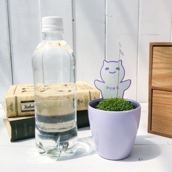 PLANCHU 食虫植物 ウトリクラリア ワーブルギー 3号鉢 育て方説明書付き Utricularia warburgii クリオネミミカキグサ
