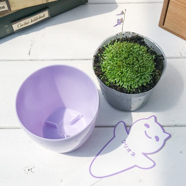 PLANCHU 食虫植物 ウトリクラリア ワーブルギー 3号鉢 育て方説明書付き Utricularia warburgii クリオネミミカキグサ