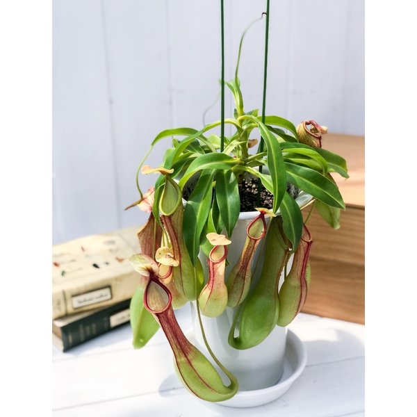 PLANCHU 食虫植物 ネペンテス アラタ アカ 5号鉢 受け皿付き 育て方説明書付き Nepenthes alata アラータ ウツボカズラ