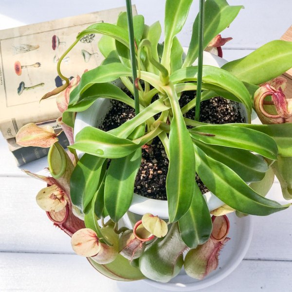 PLANCHU 食虫植物 ネペンテス アラタ アカ 5号鉢 受け皿付き 育て方説明書付き Nepenthes alata アラータ ウツボカズラ