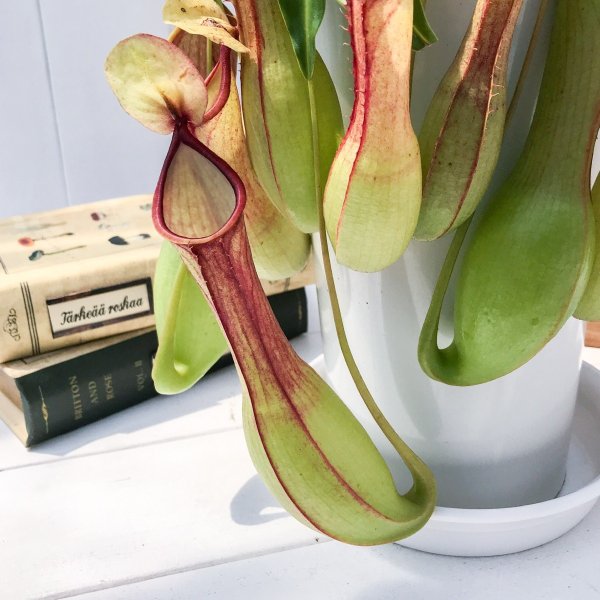 PLANCHU 食虫植物 ネペンテス アラタ アカ 5号鉢 受け皿付き 育て方説明書付き Nepenthes alata アラータ ウツボカズラ