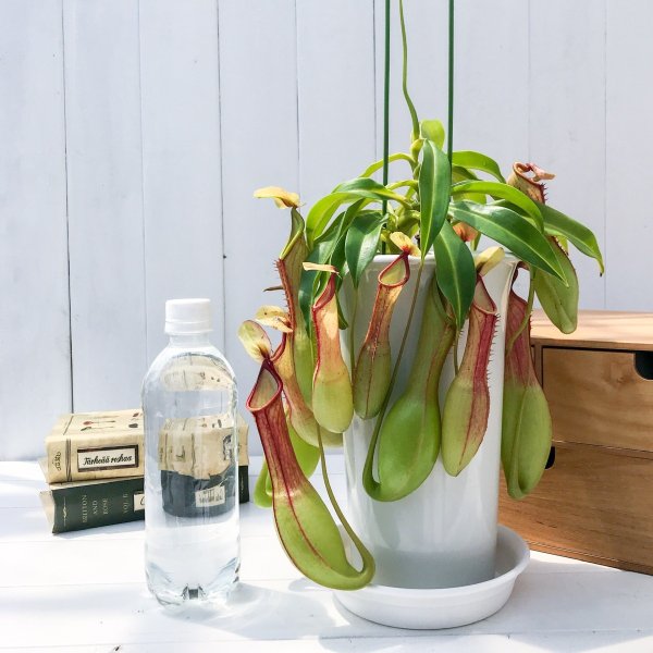 PLANCHU 食虫植物 ネペンテス アラタ アカ 5号鉢 受け皿付き 育て方説明書付き Nepenthes alata アラータ ウツボカズラ