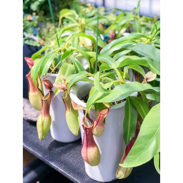 PLANCHU 食虫植物 ネペンテス アラタ アカ 5号鉢 受け皿付き 育て方説明書付き Nepenthes alata アラータ ウツボカズラ