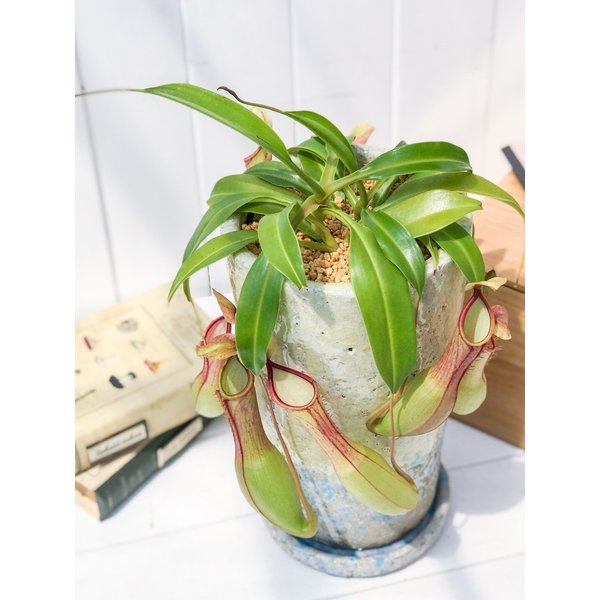 PLANCHU 食虫植物 ネペンテス アラタ 陶器鉢植え 受け皿付き 育て方説明書付き アラータ ウツボカズラ