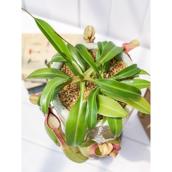 PLANCHU 食虫植物 ネペンテス アラタ 陶器鉢植え 受け皿付き 育て方説明書付き アラータ ウツボカズラ