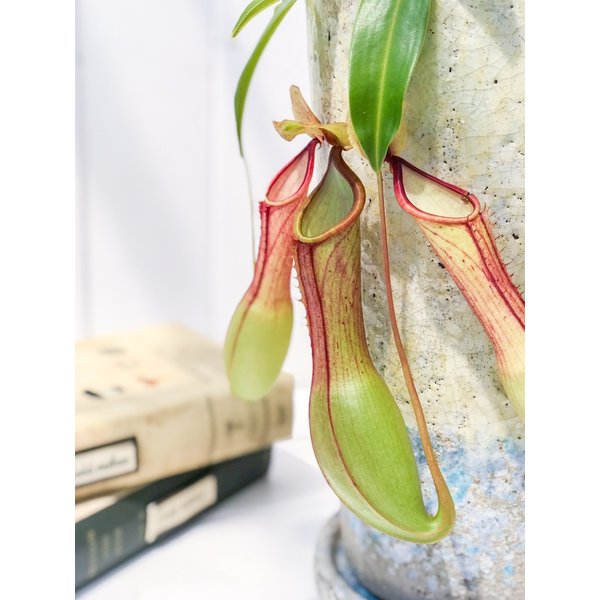 PLANCHU 食虫植物 ネペンテス アラタ 陶器鉢植え 受け皿付き 育て方説明書付き アラータ ウツボカズラ