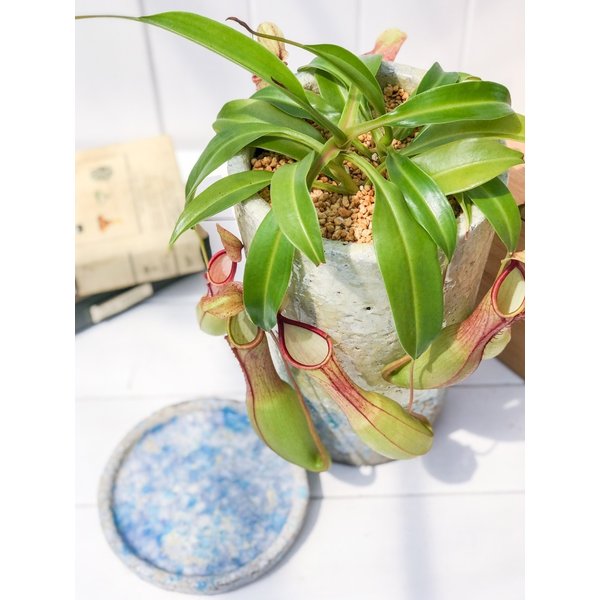 PLANCHU 食虫植物 ネペンテス アラタ 陶器鉢植え 受け皿付き 育て方説明書付き アラータ ウツボカズラ