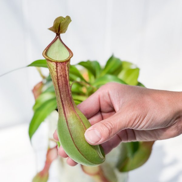 PLANCHU 食虫植物 ネペンテス アラタ 陶器鉢植え 受け皿付き 育て方説明書付き アラータ ウツボカズラ