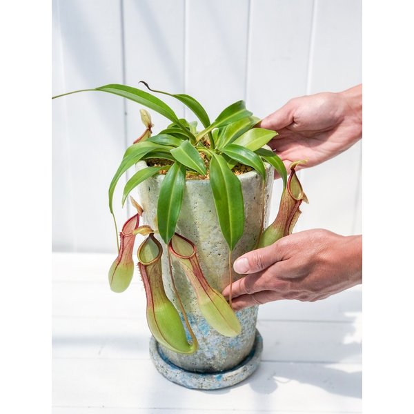 PLANCHU 食虫植物 ネペンテス アラタ 陶器鉢植え 受け皿付き 育て方説明書付き アラータ ウツボカズラ