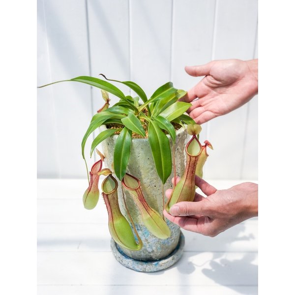 PLANCHU 食虫植物 ネペンテス アラタ 陶器鉢植え 受け皿付き 育て方説明書付き アラータ ウツボカズラ