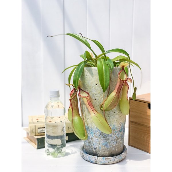 PLANCHU 食虫植物 ネペンテス アラタ 陶器鉢植え 受け皿付き 育て方説明書付き アラータ ウツボカズラ