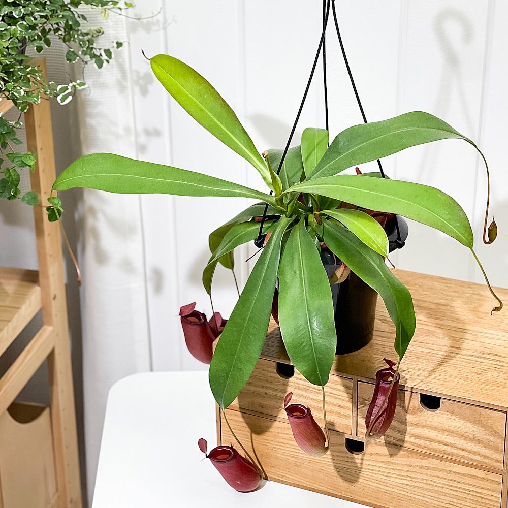 PLANCHU 食虫植物 ネペンテス レディラック 5号吊り鉢 育て方説明書付き Nepenthes ‘Lady Luck’ ウツボカズラ