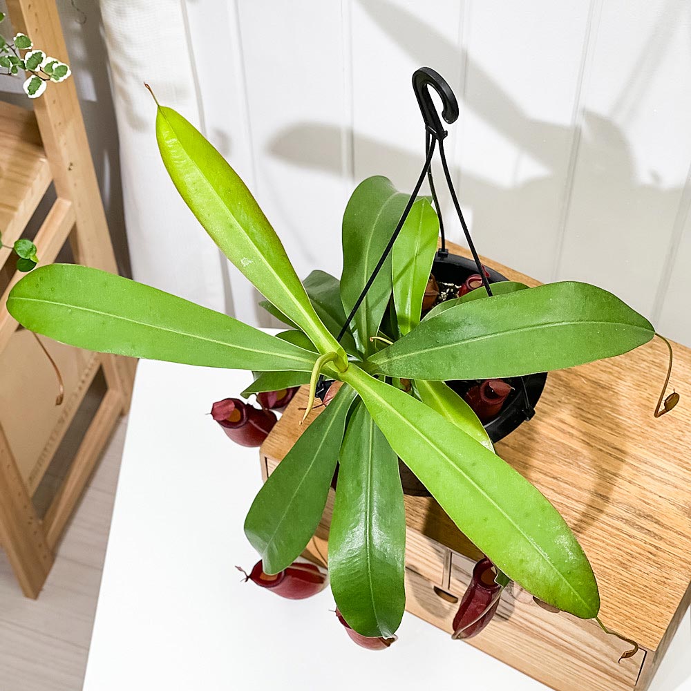 PLANCHU 食虫植物 ネペンテス レディラック 5号吊り鉢 育て方説明書付き Nepenthes ‘Lady Luck’ ウツボカズラ
