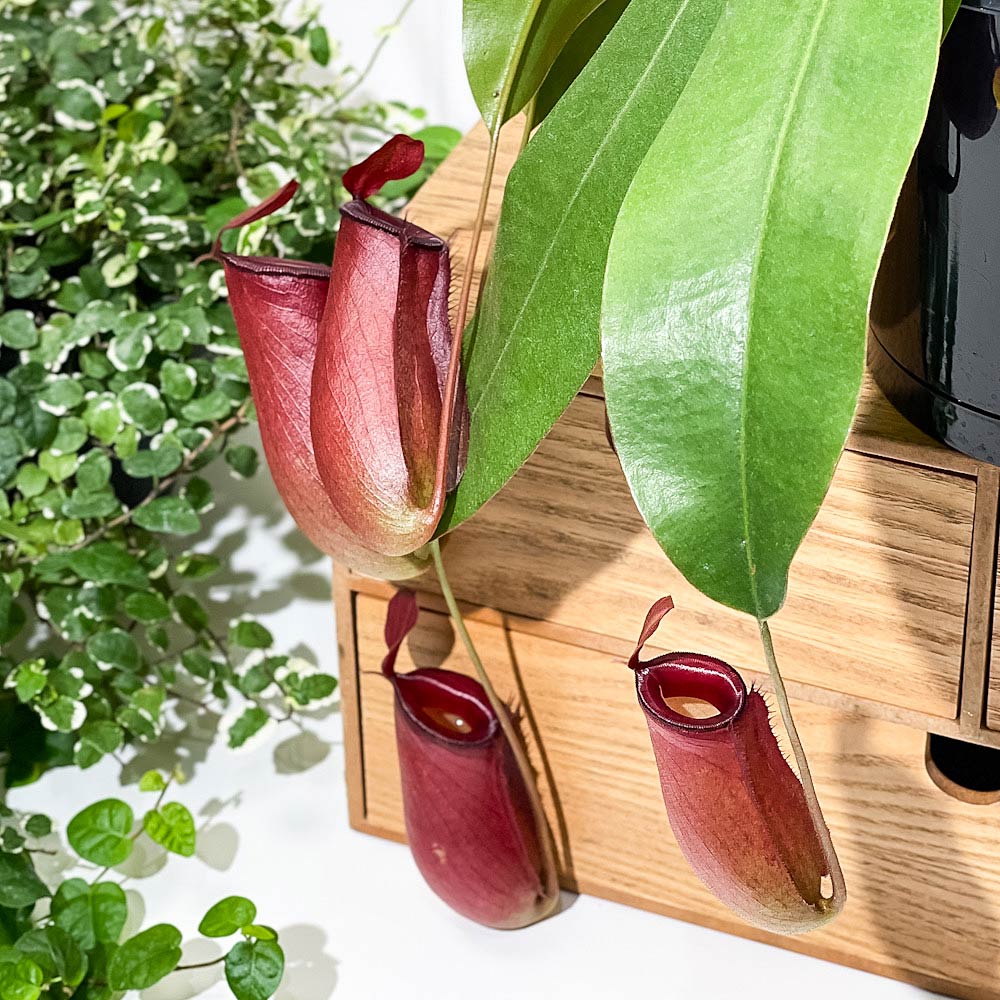 PLANCHU 食虫植物 ネペンテス レディラック 5号吊り鉢 育て方説明書付き Nepenthes ‘Lady Luck’ ウツボカズラ