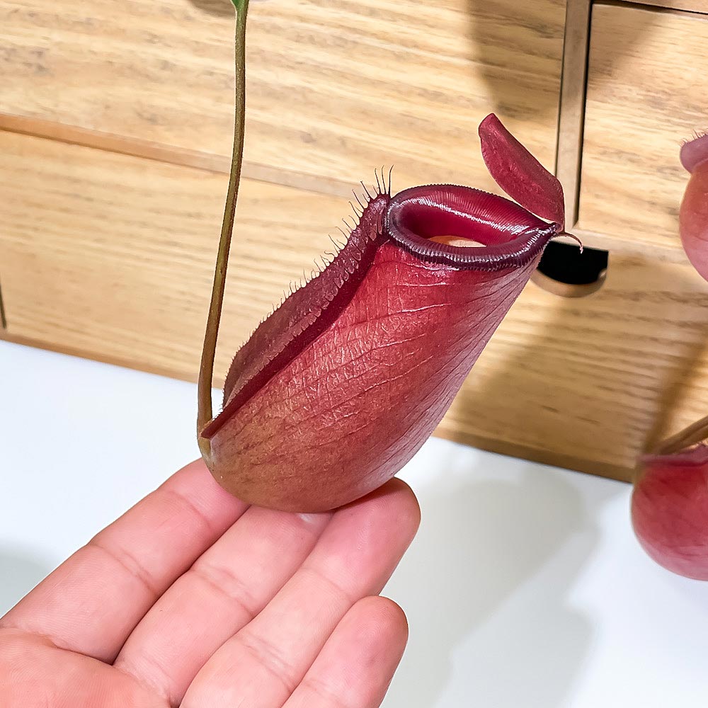 PLANCHU 食虫植物 ネペンテス レディラック 5号吊り鉢 育て方説明書付き Nepenthes ‘Lady Luck’ ウツボカズラ