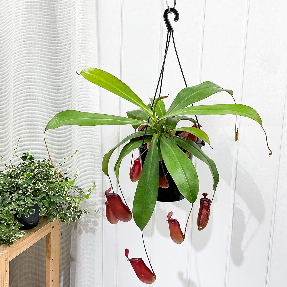 PLANCHU 食虫植物 ネペンテス レディラック 5号吊り鉢 育て方説明書付き Nepenthes ‘Lady Luck’ ウツボカズラ