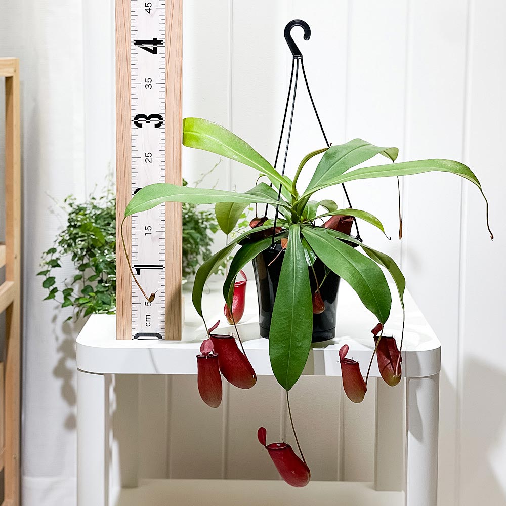 PLANCHU 食虫植物 ネペンテス レディラック 5号吊り鉢 育て方説明書付き Nepenthes ‘Lady Luck’ ウツボカズラ