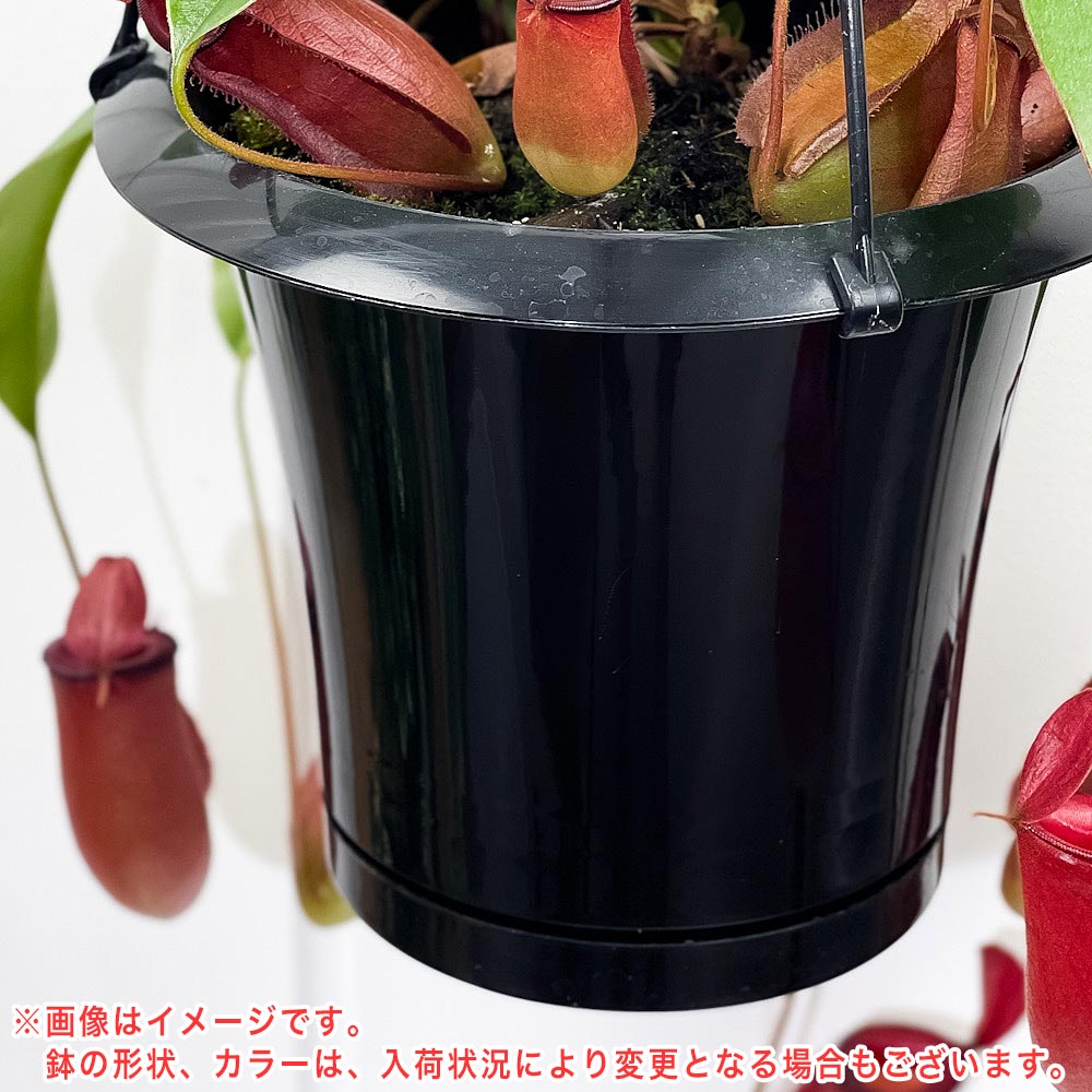 PLANCHU 食虫植物 ネペンテス レディラック 5号吊り鉢 育て方説明書付き Nepenthes ‘Lady Luck’ ウツボカズラ