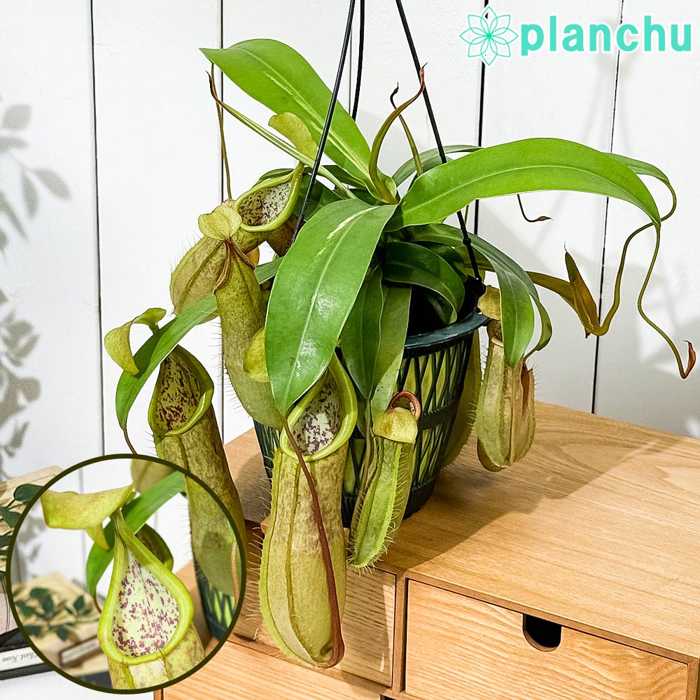 PLANCHU 食虫植物 ネペンテス ルイーザ 5号吊り鉢 育て方説明書付き