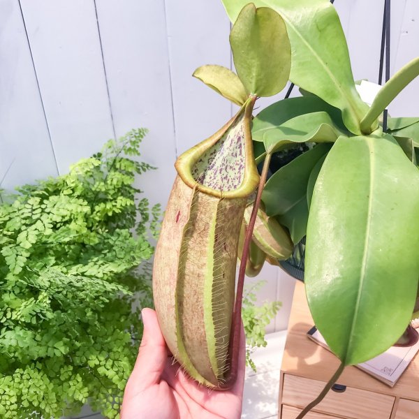 PLANCHU 食虫植物 ネペンテス ルイーザ 5号吊り鉢 育て方説明書付き Nepenthes × Louisa ウツボカズラ