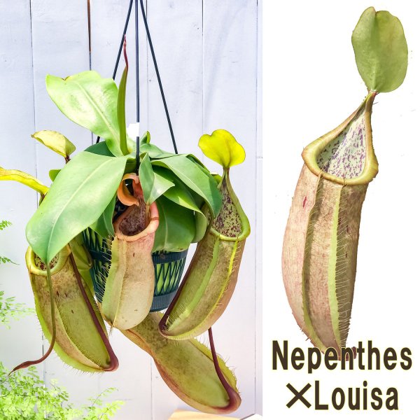 PLANCHU 食虫植物 ネペンテス ルイーザ 5号吊り鉢 育て方説明書付き Nepenthes × Louisa ウツボカズラ