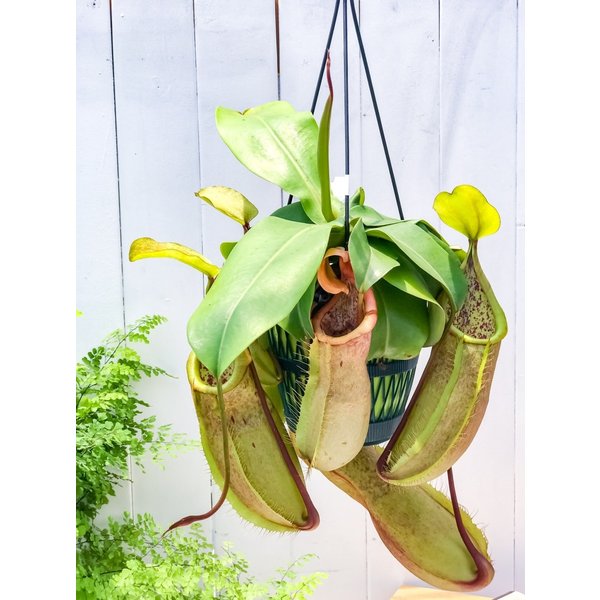 PLANCHU 食虫植物 ネペンテス ルイーザ 5号吊り鉢 育て方説明書付き Nepenthes × Louisa ウツボカズラ