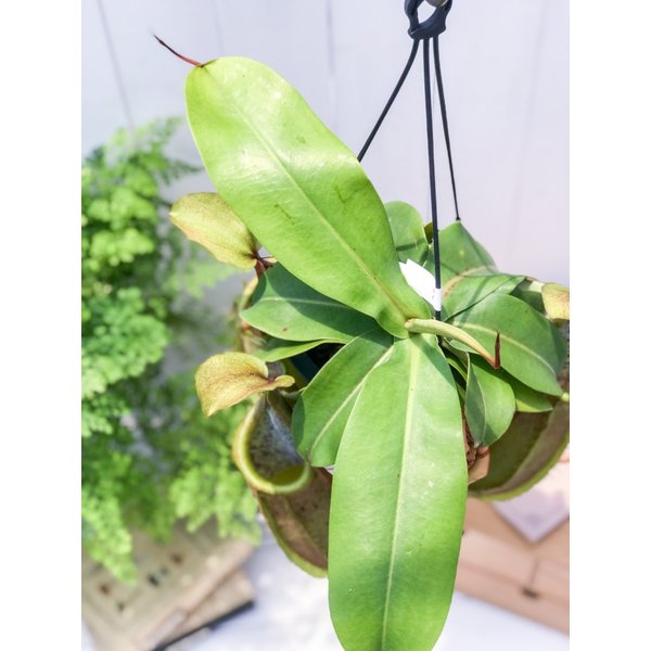 PLANCHU 食虫植物 ネペンテス ルイーザ 5号吊り鉢 育て方説明書付き Nepenthes × Louisa ウツボカズラ